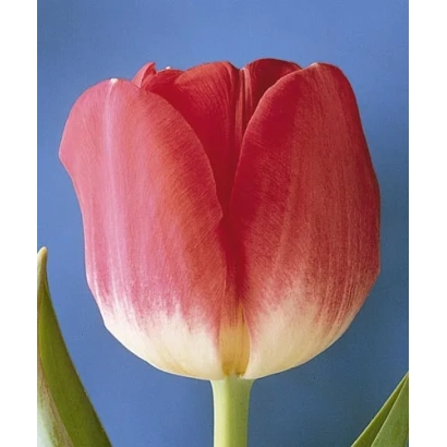 Красно-белый тюльпан на синем фоне - Прэлудиум