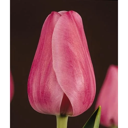 Pink tulip variety Princess Elizabeth on dark background