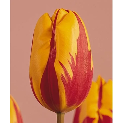 Тюльпан Принс Царнавал с красно-желтыми лепестками на розовом фоне