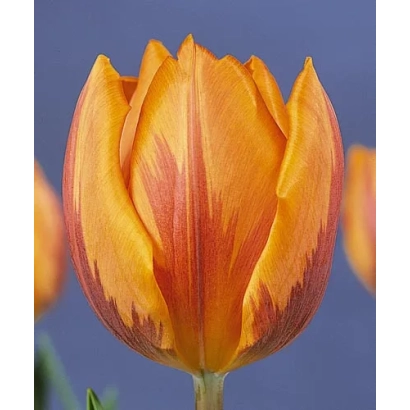 Тюльпан Принсес Ирене на синем фоне - Принсэс Ирэнэ