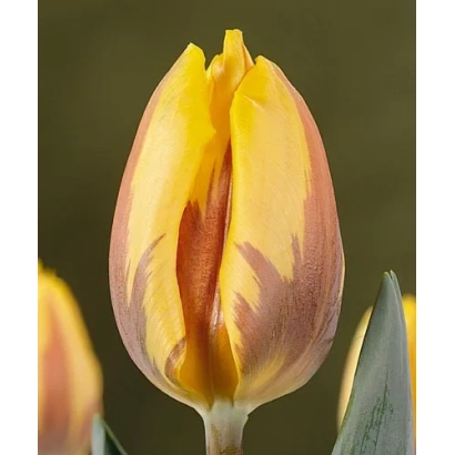 Тюльпан Принсэс Маргриэт на фоне