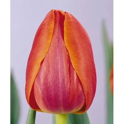 Крупний план червоної тюльпани сорту Приор