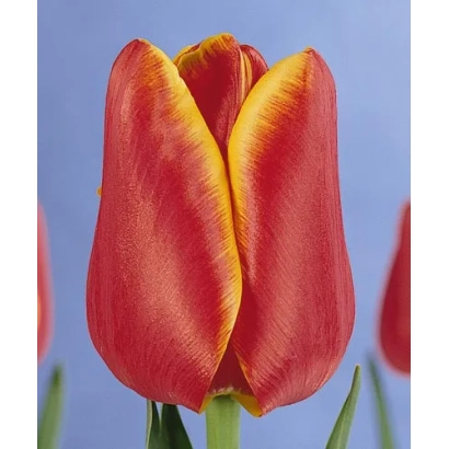 Крупный план красного тюльпана с желтой каймой на синем фоне - Профэссор Эинстэин