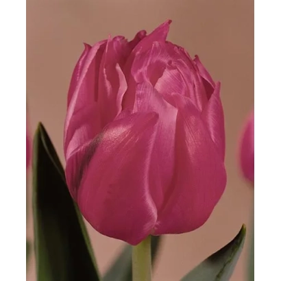 Тюльпан рожевого кольору на фоні - Королева Marvel
