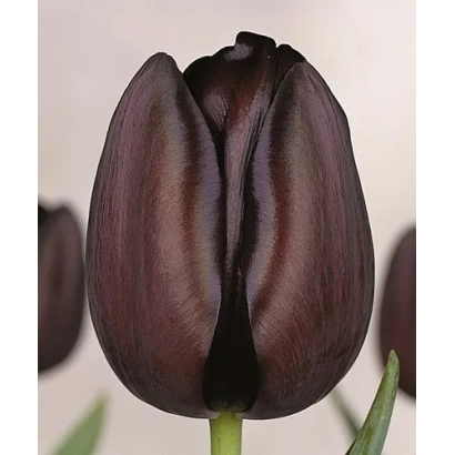 Dark purple tulip Queen of Night