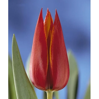 Червоний тюльпан сорту Королева Савська на фоні