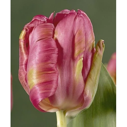 Тюльпан сорта Раи