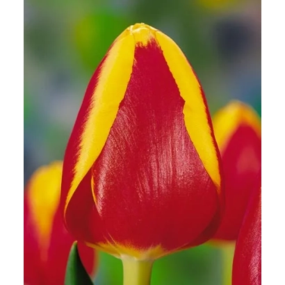 Крупный план красного тюльпана с желтой полосой на лепестках - Рамбо