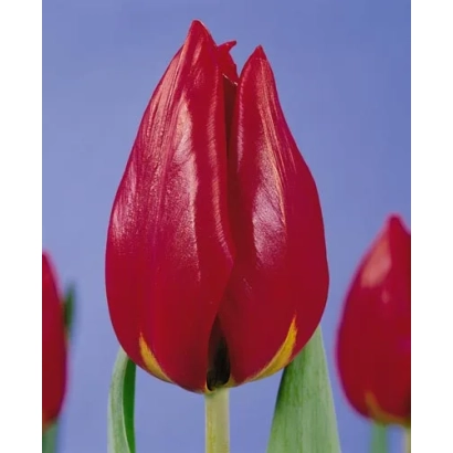 Красный тюльпан на синем фоне - Рэа