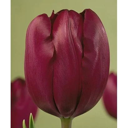 Тюльпан сорта Рецреадо на зелёном фоне - Рэцрэадо