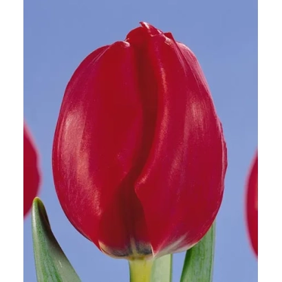 Красный тюльпан на синем фоне - Рэд Адаир