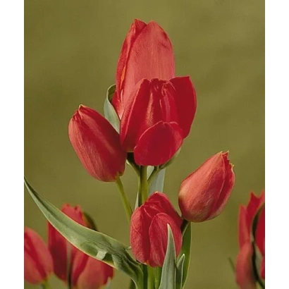 Красные тюльпаны на зелёном фоне - Рэд Боуqуэт