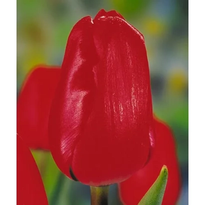 Красный тюльпан на фоне зелени - Рэд Булл