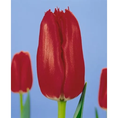 Красный тюльпан Рэд Бургундь Лацэ на синем фоне