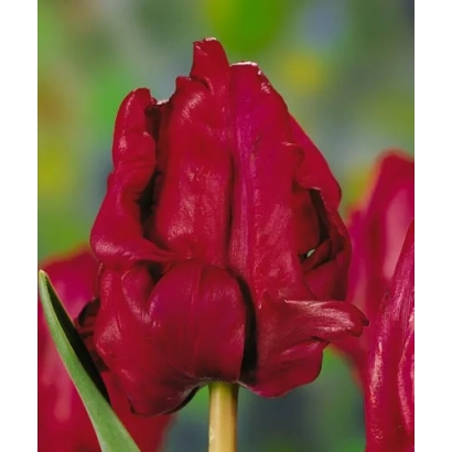 Красный тюльпан сорта Рэд Цап