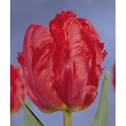 Крупний план червоної тюльпани на фоні неба - Ред Девіл