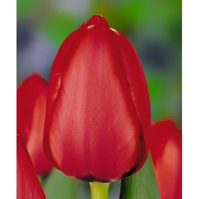 Красный тюльпан сорта Рэд Импрэссион на фоне зелени