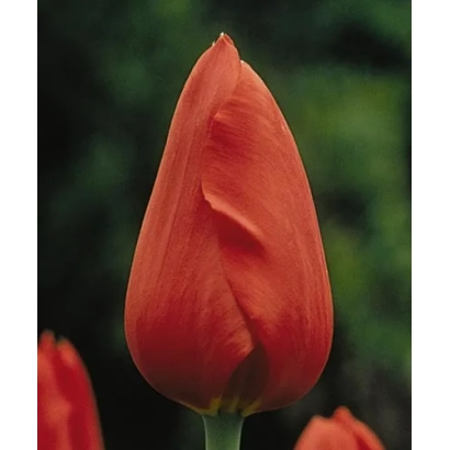 Красный тюльпан сорта Рэд Матадор на фоне зелени