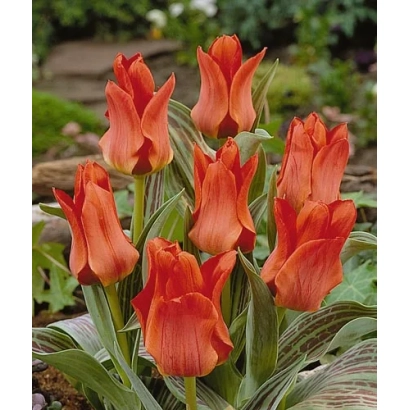 Красные тюльпаны сорта Рэд Ридинг на фоне сада