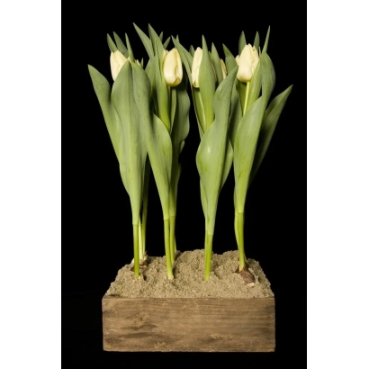 Тюльпаны в деревянном поддоне на черном фоне - Регтхуис