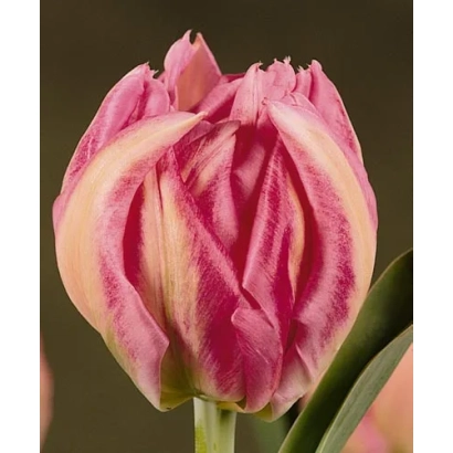 Тюльпан сорта Рембрандт с розово-желтыми лепестками на темном фоне - Рэмбрандт