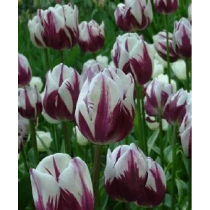 Тюльпаны сорта Рембрандт с темно-фиолетовыми и белыми лепестками на зеленом фоне - Рэмбрандт'с Фаворитэ