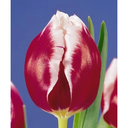 Тюльпан Ремизе на синем фоне - Рэмисэ
