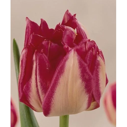 Тюльпан Рэноир с красно-белыми лепестками