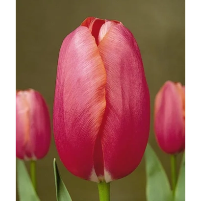 Крупный план красного тюльпана на фоне других цветов - Рэноwн