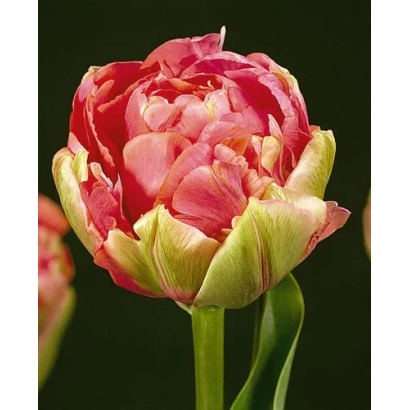 Тюльпан сорта Рэноун Юніке - Рэноwн Униqуэ