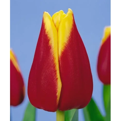 Красно-желтый тюльпан на синем фоне - Рэпутатион