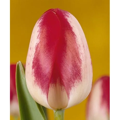 Тюльпан с красно-белыми лепестками на желтом фоне - Рэxона