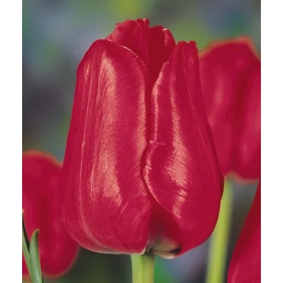 Красные тюльпаны сорта Риголетто - Риголэтто