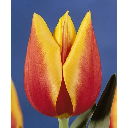 Тюльпан Рио Грандэ на синем фоне