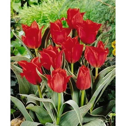 Красные тюльпаны на зелёном фоне - Роб Вэрлиндэн