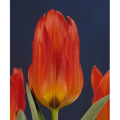 Красный тюльпан на темном фоне - Робэрт Счуллэр