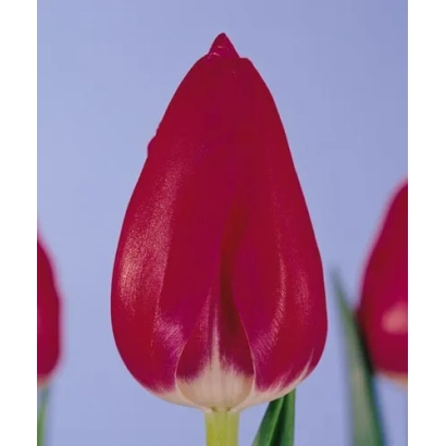 Красный тюльпан сорта Роцардо на фоне неба