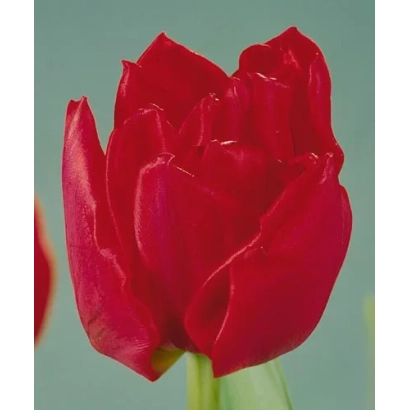 Крупный план красного тюльпана на зелёном фоне - Роцк анд Ролл