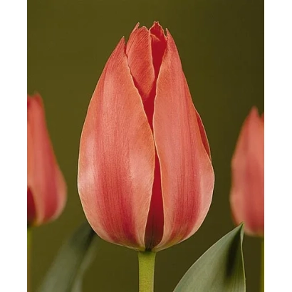 Красный тюльпан на зелёном фоне - Роцкэрь Мастэр