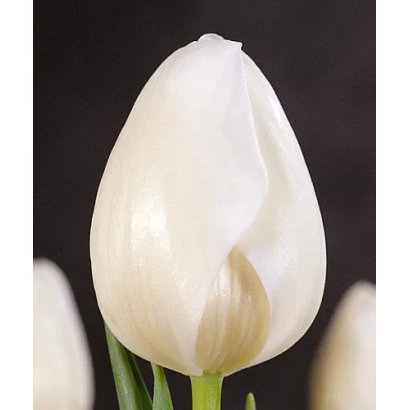 Белый тюльпан на темном фоне - Роцкь Моунтаинс