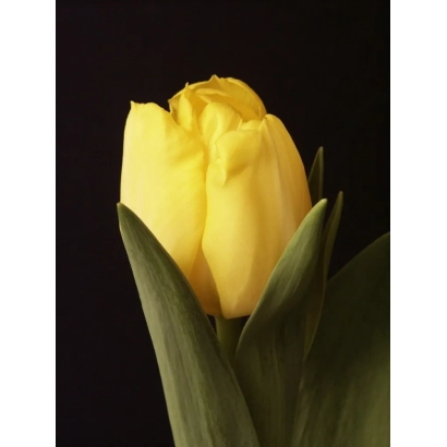 Желтый тюльпан на черном фоне - Роцкь Ьэллоw