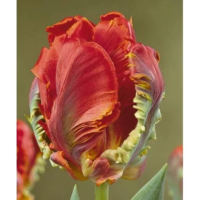 Крупный план красного тюльпана с зеленой чашелистковой каймой - Роцоцо