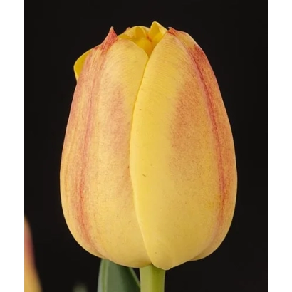 Желтый тюльпан с розовыми полосами на черном фоне - Роэлэваэр