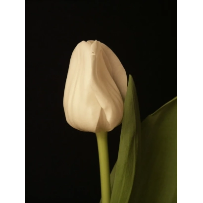 Белый тюльпан на черном фоне - Роэлина