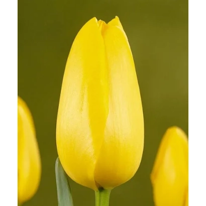 Желтый тюльпан на размытом фоне - Рои ду Миди