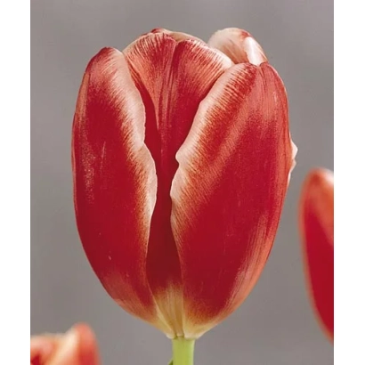 Красный тюльпан сорта Роланд