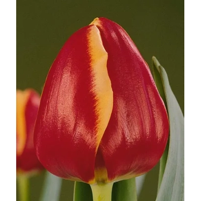 Крупный план красного тюльпана с желтой полосой на лепестке - Роланд'с Глорь