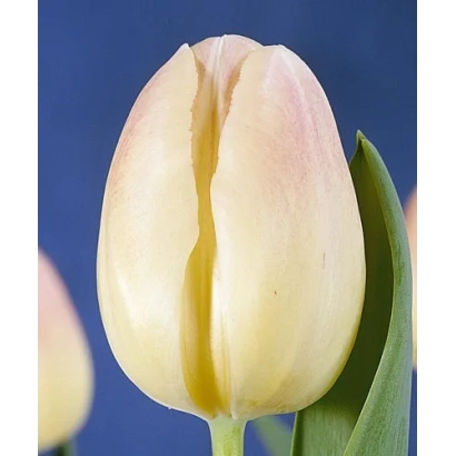 Бутон тюльпана желтого цвета на синем фоне - Романцэ