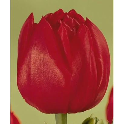 Красный тюльпан на зелёном фоне - Ромэин'с Бэауть