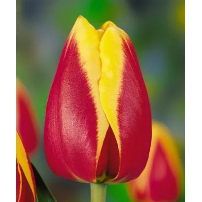 Тюльпан Роналд МцДоналд Hоусэ с красно-желтыми лепестками на фоне
